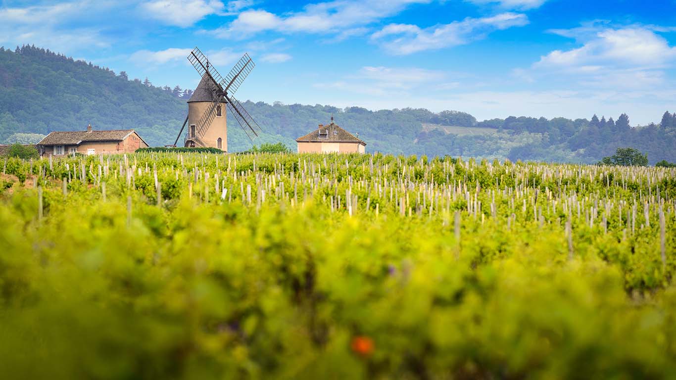 Wine By the Vines: Burgundy & Beaujolais